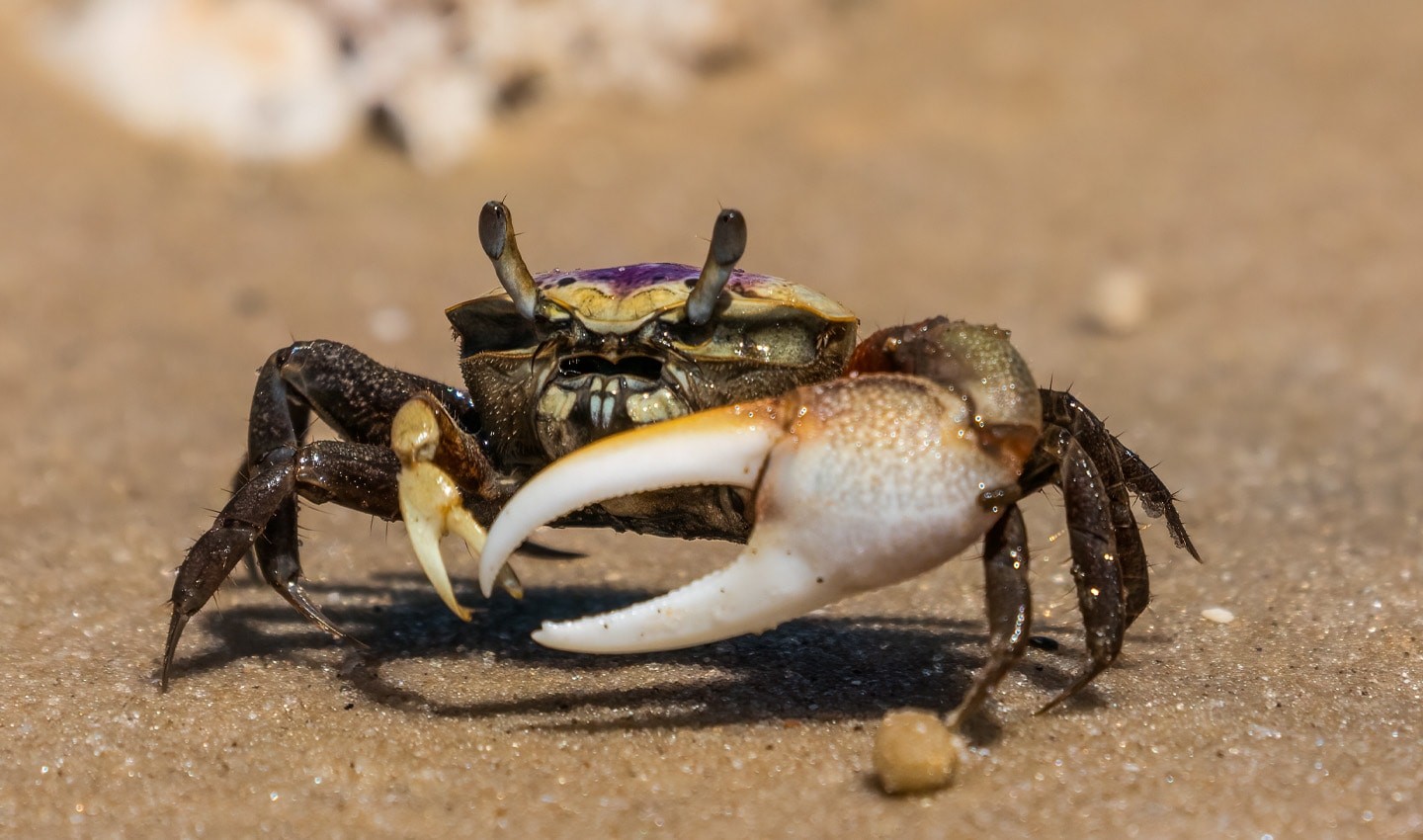 MIT researchers used the fiddler crab's eye as inspiration in developing this tech.